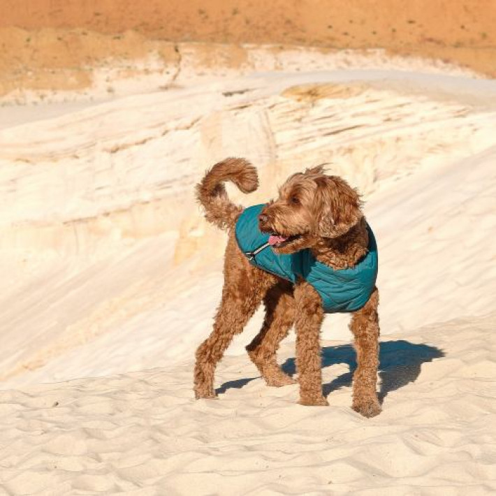 Жилет Pet Fashion «E.Vest» для собак, розмір XL, морська хвиля