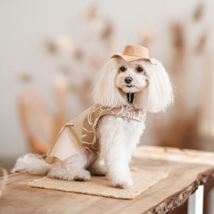 Панама Pet Fashion Ava для собак L