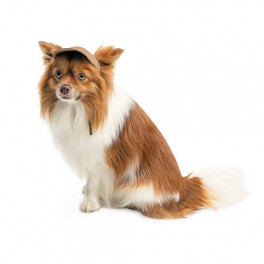Кепка Phil ТМ Pet Fashion для собак L бежева